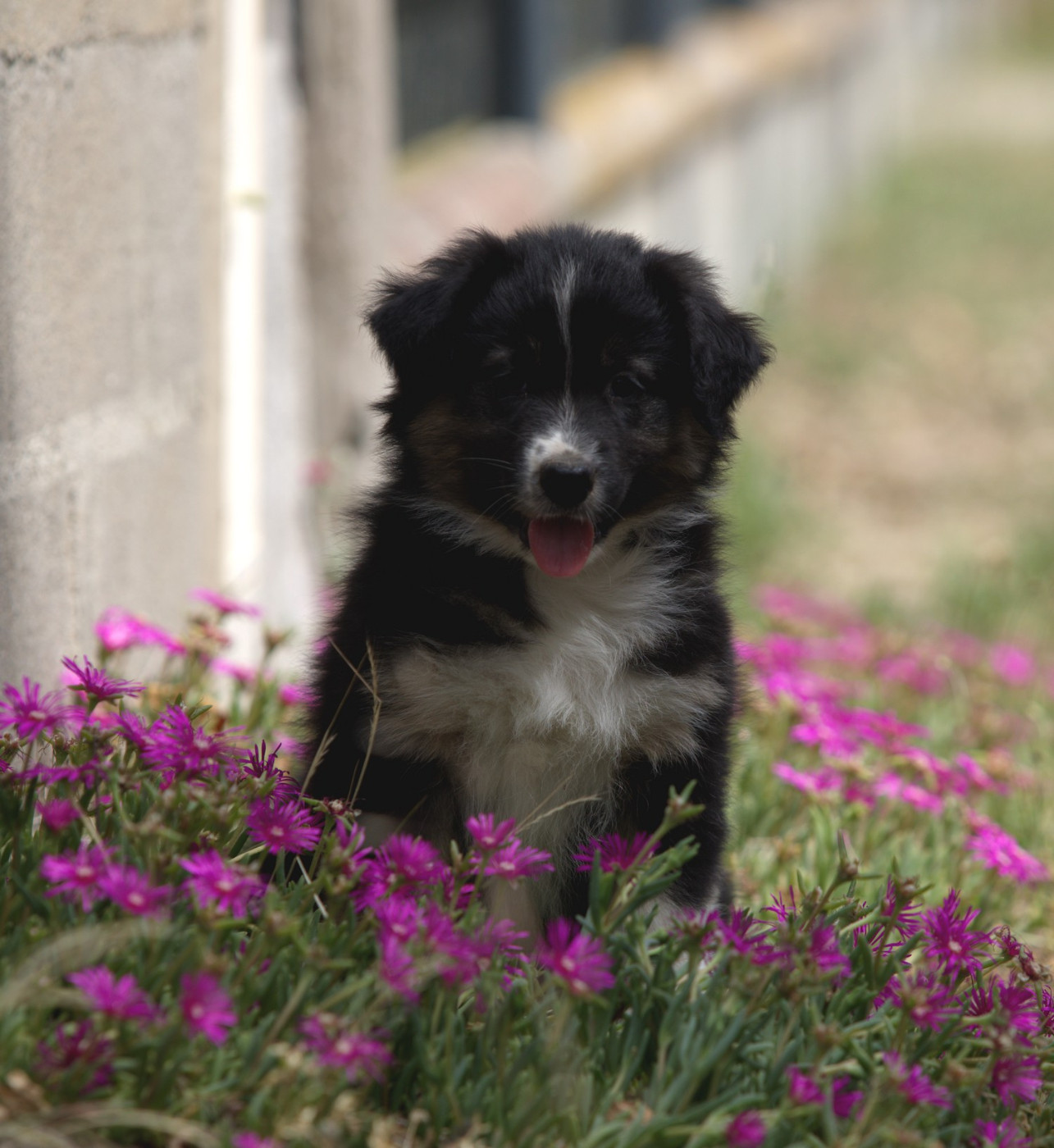 Of Low Highland - Chiots disponibles - Berger Australien