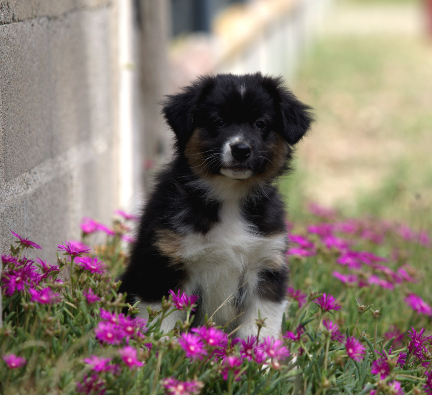 Of Low Highland - Chiots disponibles - Berger Australien