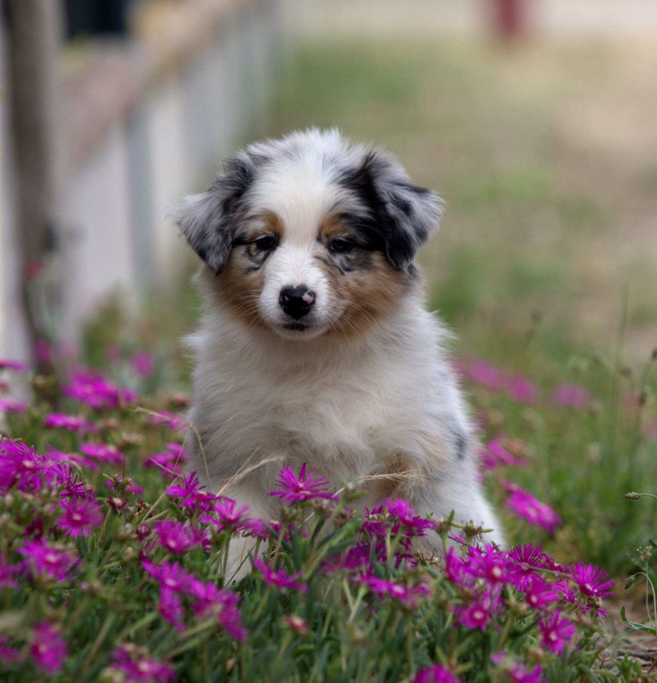 Of Low Highland - Chiots disponibles - Berger Australien