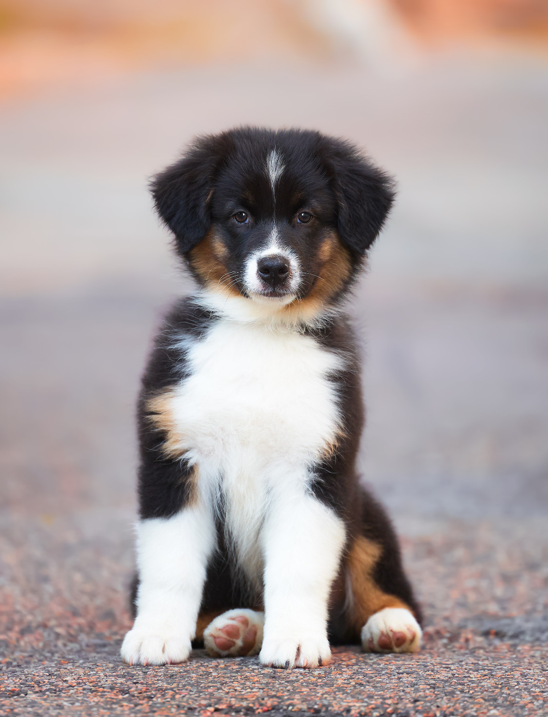 Of Low Highland - Chiots disponibles - Berger Australien