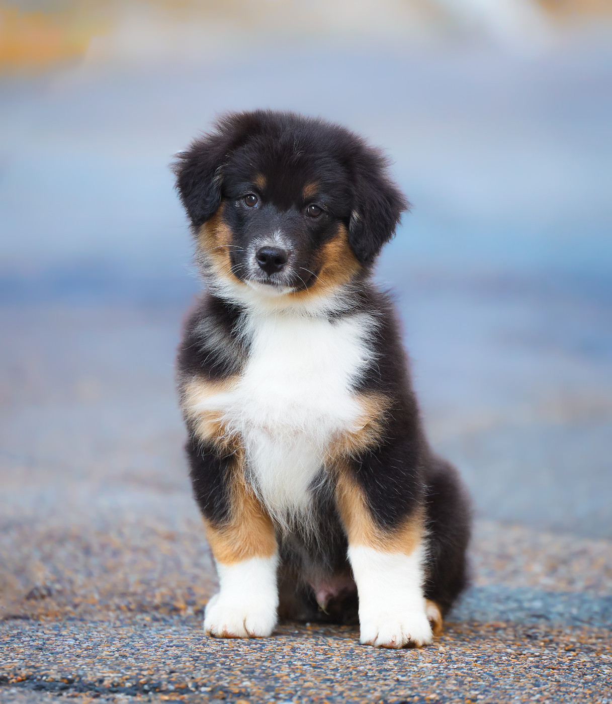 Of Low Highland - Chiots disponibles - Berger Australien