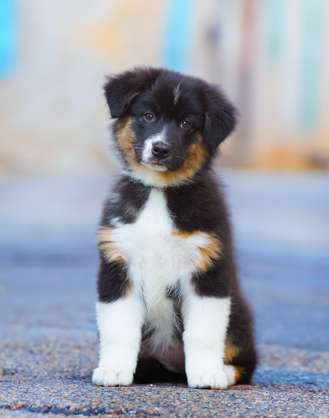 Of Low Highland - Chiots disponibles - Berger Australien