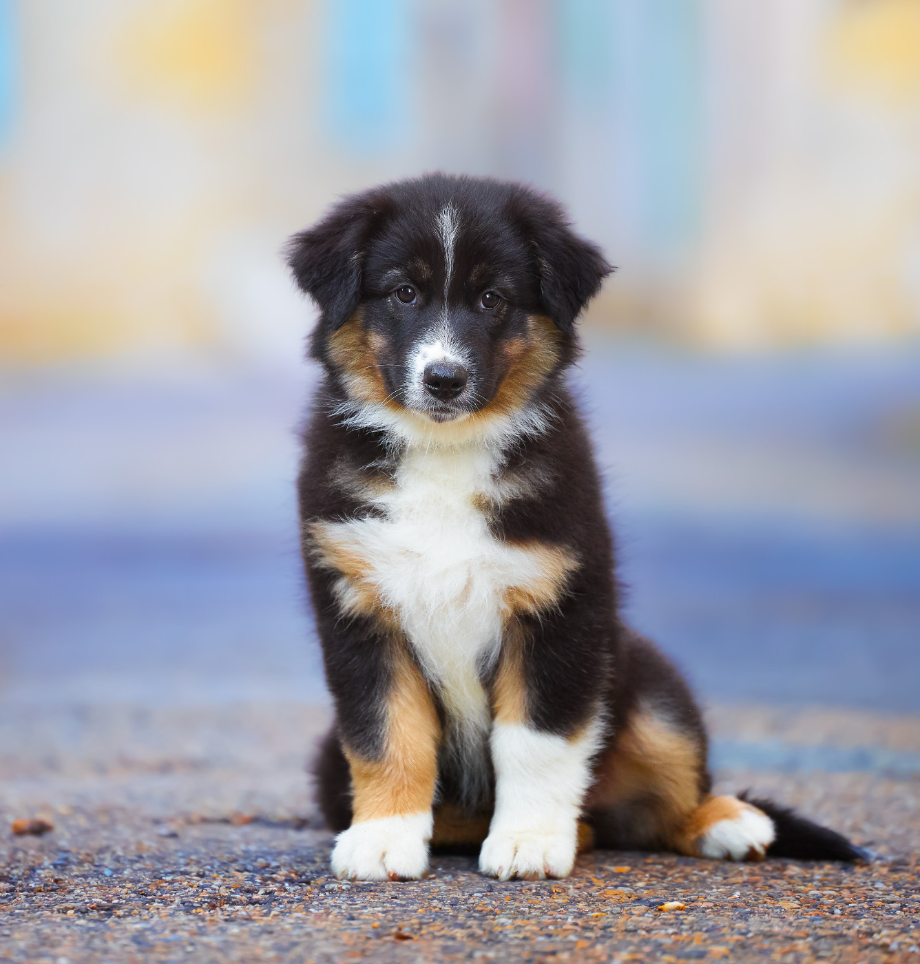 Of Low Highland - Chiots disponibles - Berger Australien