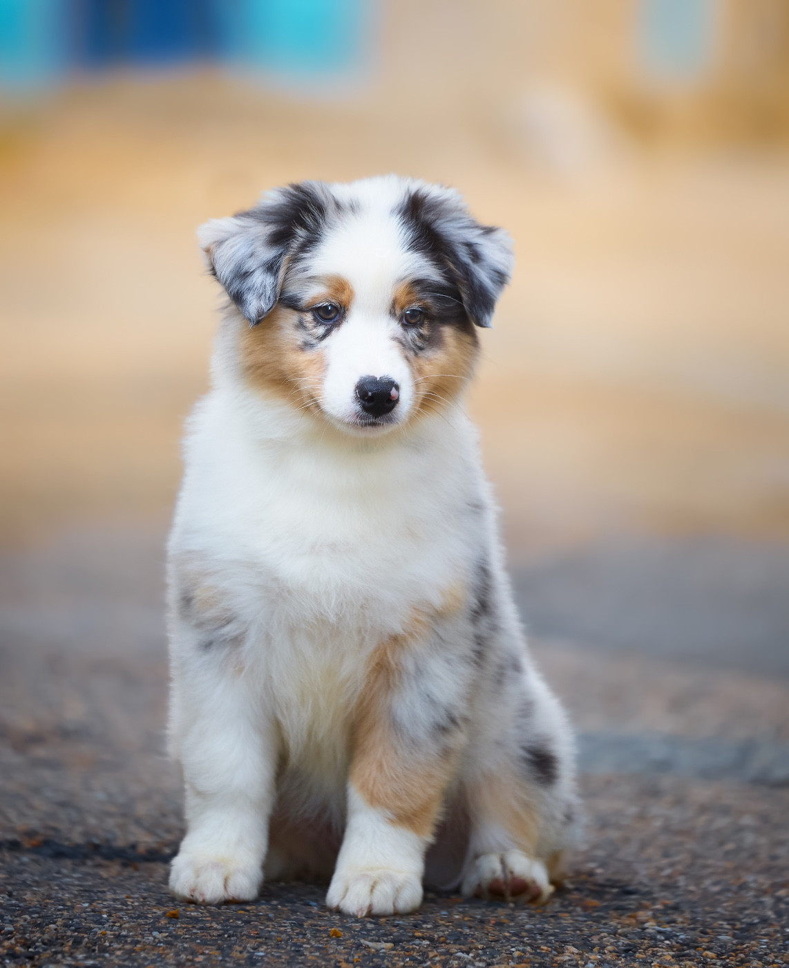 Of Low Highland - Chiots disponibles - Berger Australien