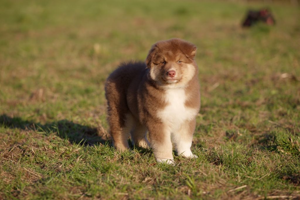 Of Low Highland - Berger Australien - Portée née le 03/08/2025